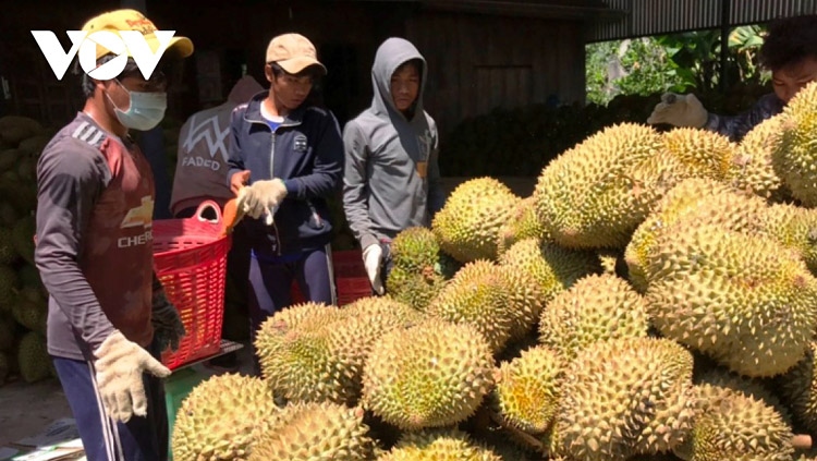 Vietnamese durian selling well in Chinese market